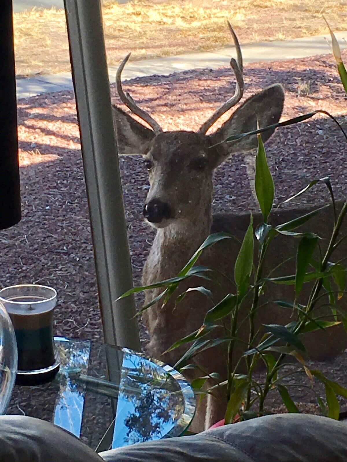 A deer head sculpture in a window.