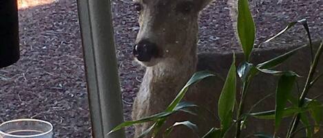 A deer head sculpture in a window.
