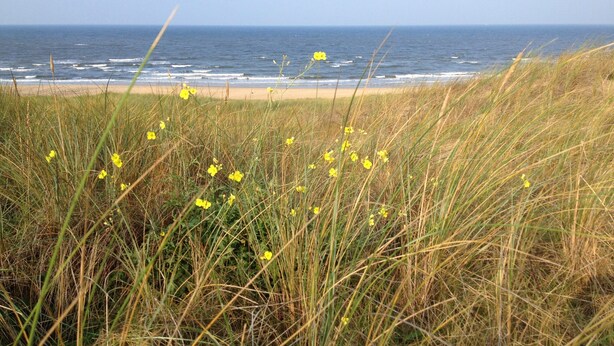 A coastal landscape with grass and yellow flowers in the foreground, a sandy beach, and the ocean in the background. - Comfortable Holiday Home in Bergen (Bergen)