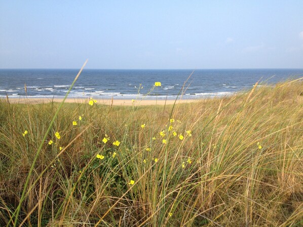A coastal landscape with grass and yellow flowers in the foreground, a sandy beach, and the ocean in the background.