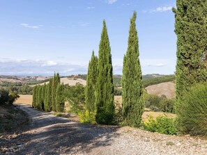 Stroll through the serene countryside along a winding gravel path lined with cypress trees.