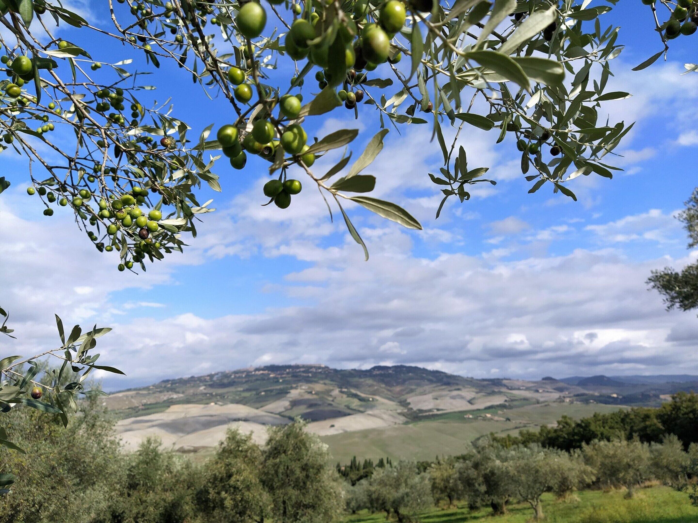 A landscape with olive trees and a distant view of rolling hills.