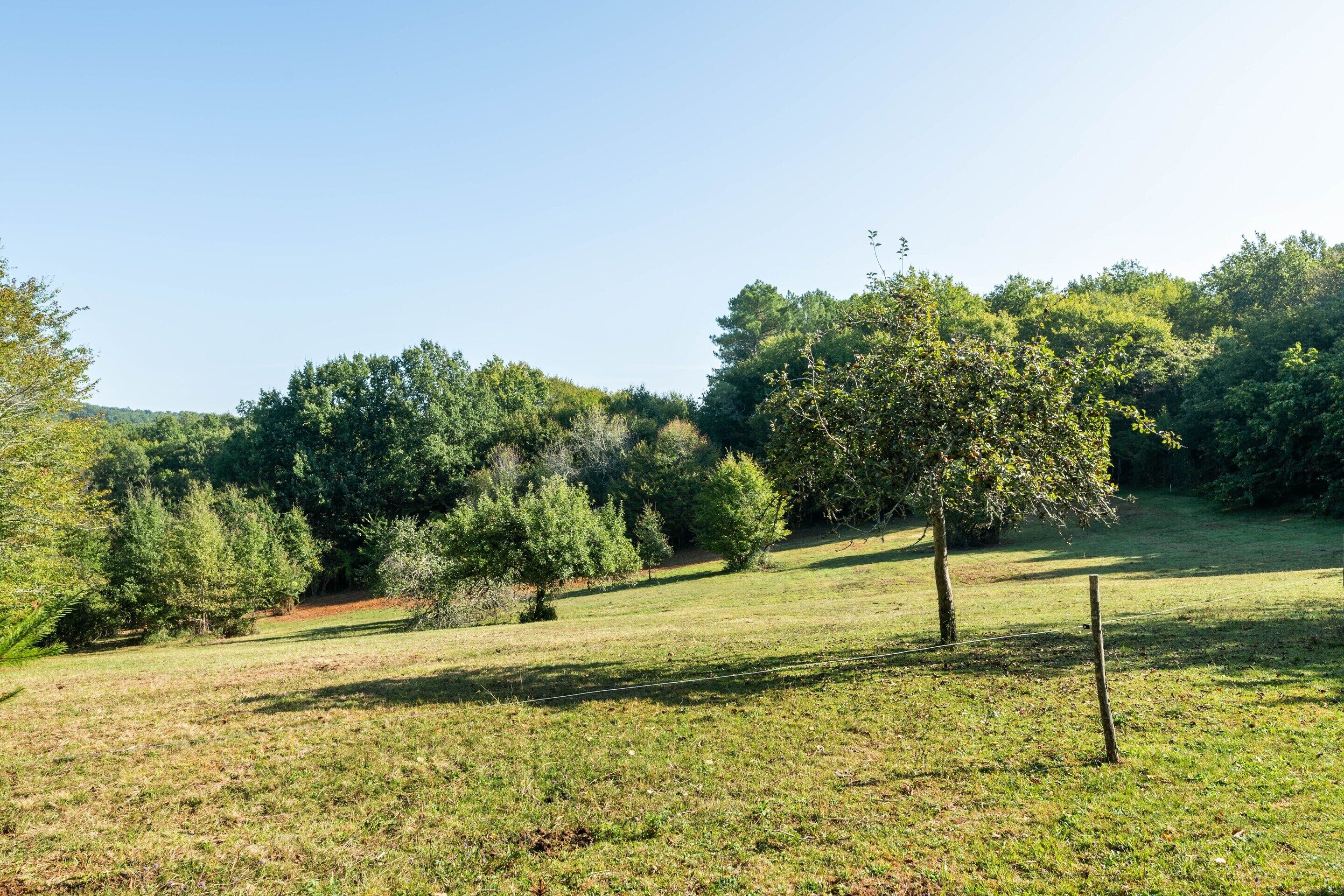 A grassy field with trees and a clear sky.