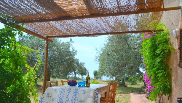 Un patio al aire libre con una mesa para dos, rodeado de olivos y una pérgola.