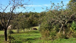 A grassy field with trees and a clear sky. - Normandy Bakery Retreat (Torigny-les-Villes)