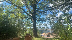 Un chemin bordé de deux grands pots en terre cuite, un arbre à la ramure imposante et une vue lointaine sur des maisons.