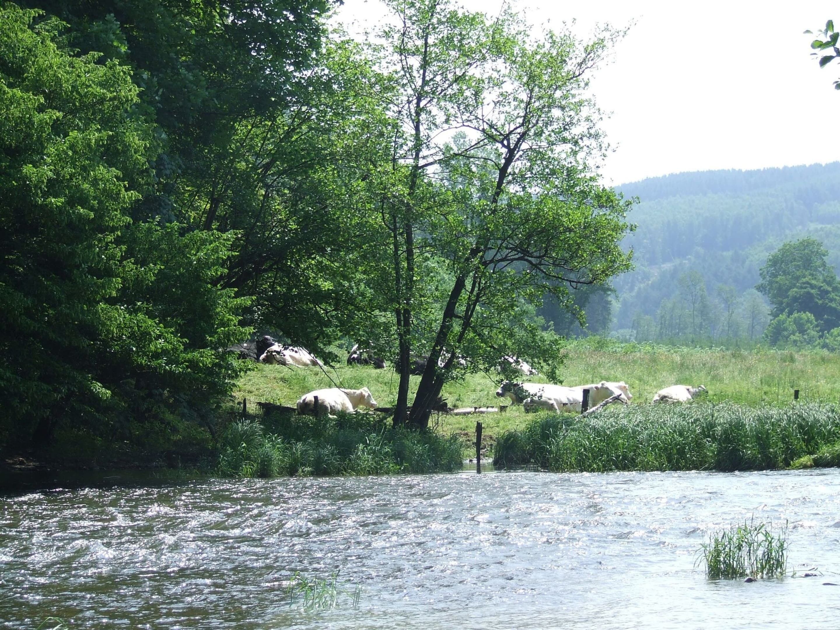 Ein Fluss mit Kühen, die am Ufer grasen, umgeben von üppigem Grün und Bäumen.