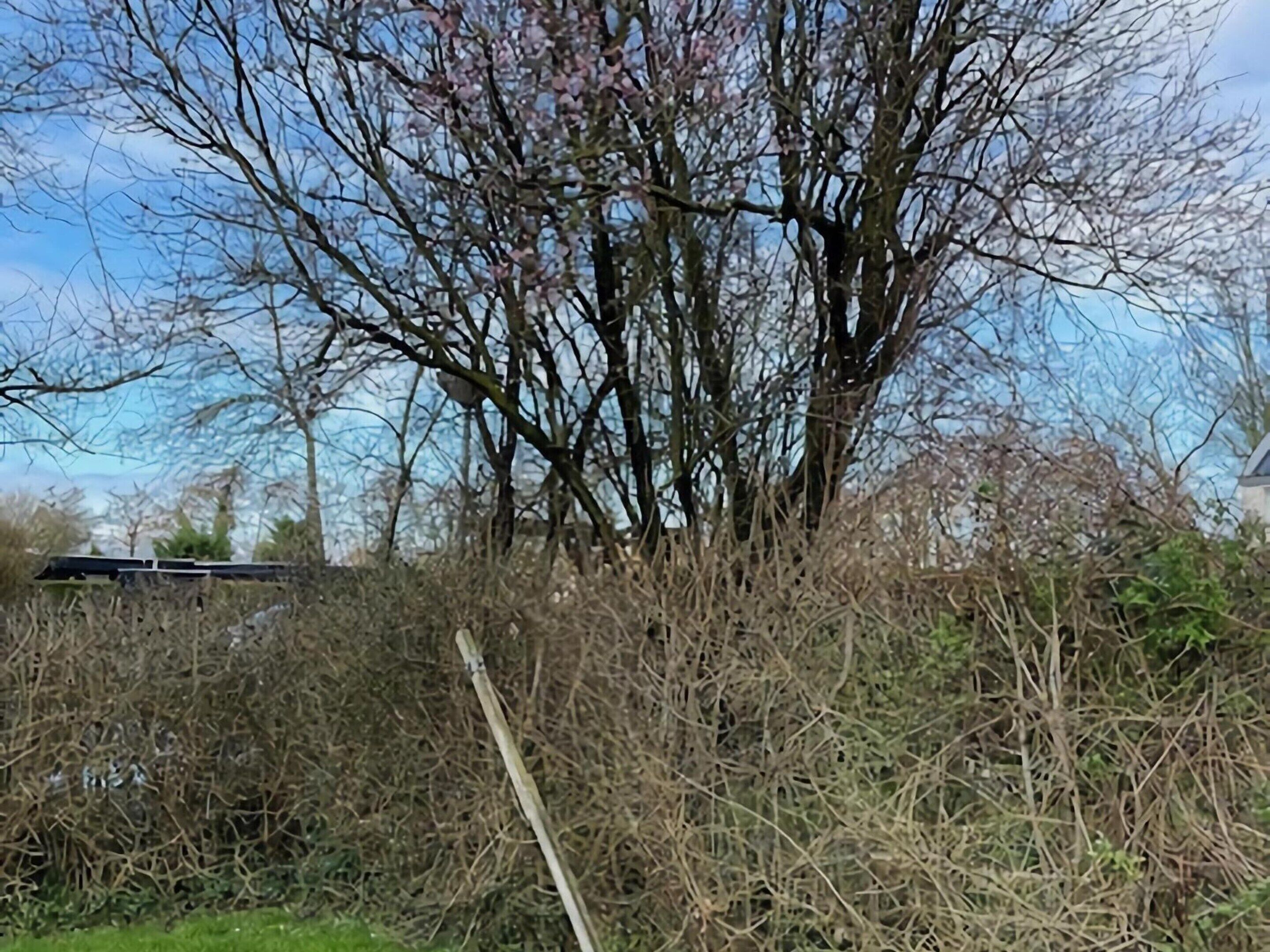 Ein Baum mit kahlen Ästen und vereinzelten rosa Blüten, umgeben von dichtem Gestrüpp.