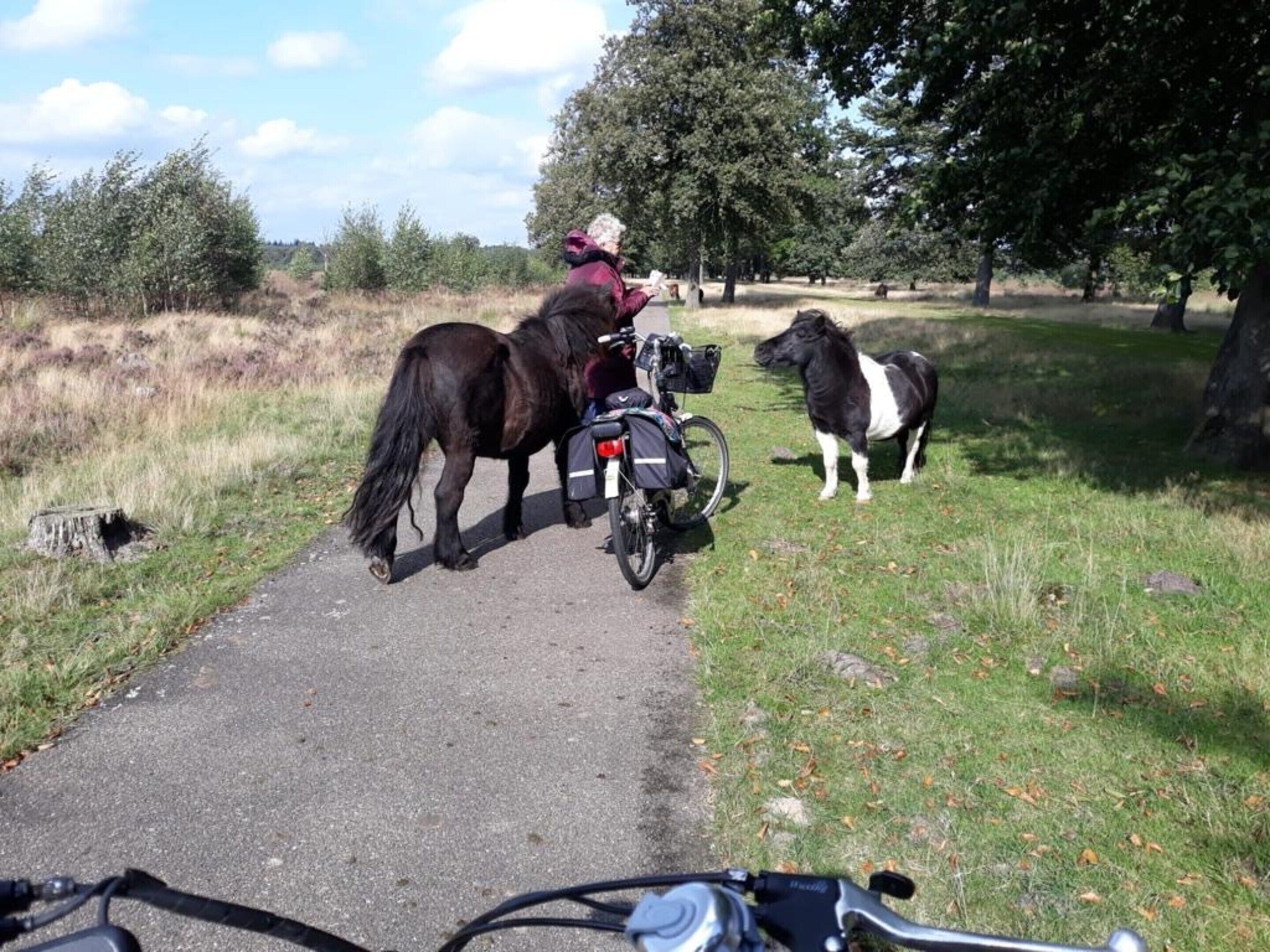 Ein befestigter Weg mit einer Person auf einem Motorrad und zwei Pferden.
