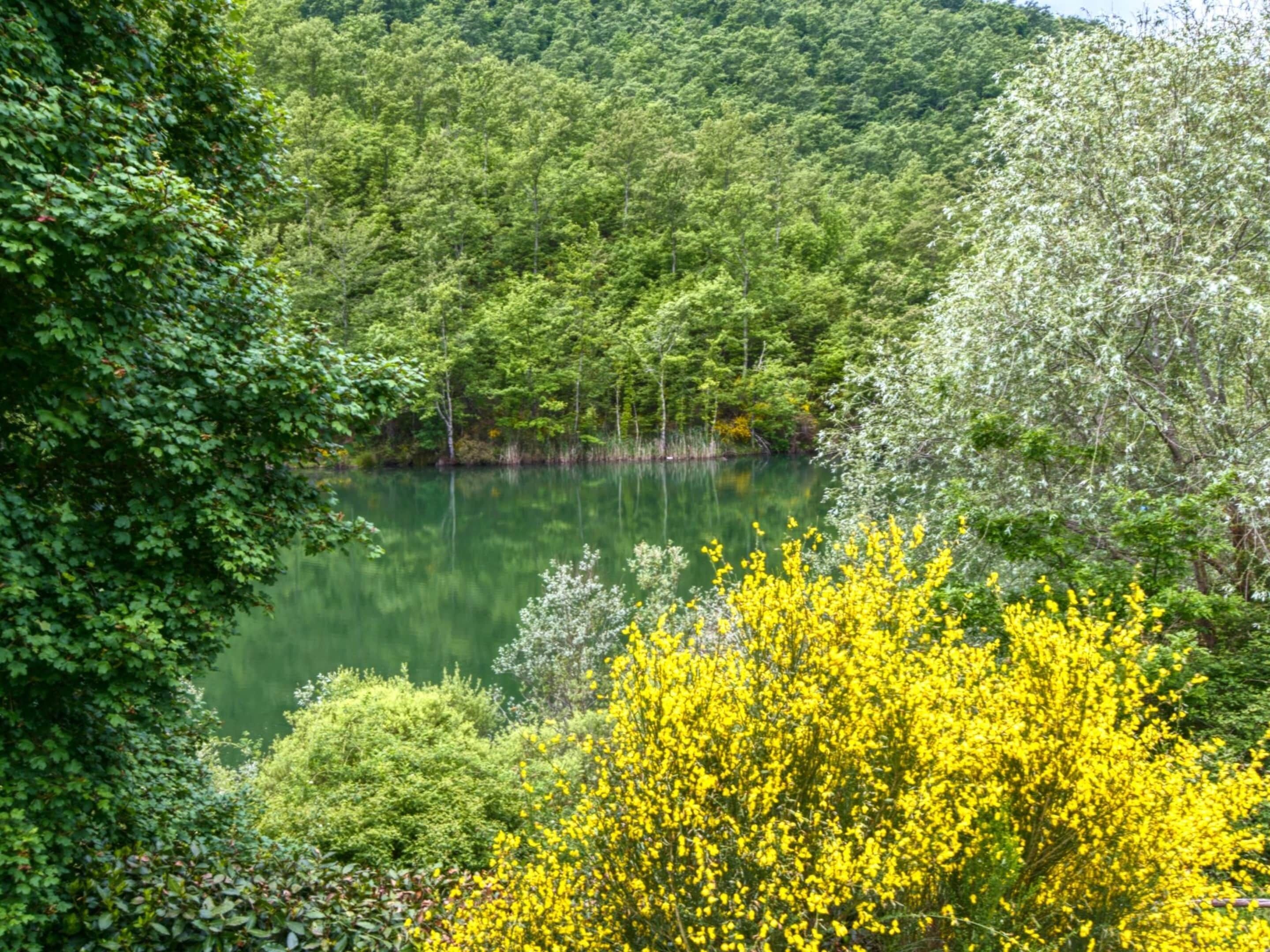 A natural landscape with a lake surrounded by dense forest and yellow flowering bushes.