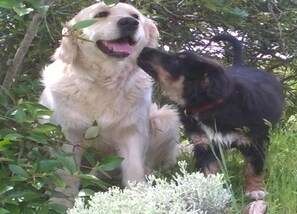A large dog and a smaller dog in a natural setting with greenery. - Cottage With Lake Views (Magione)