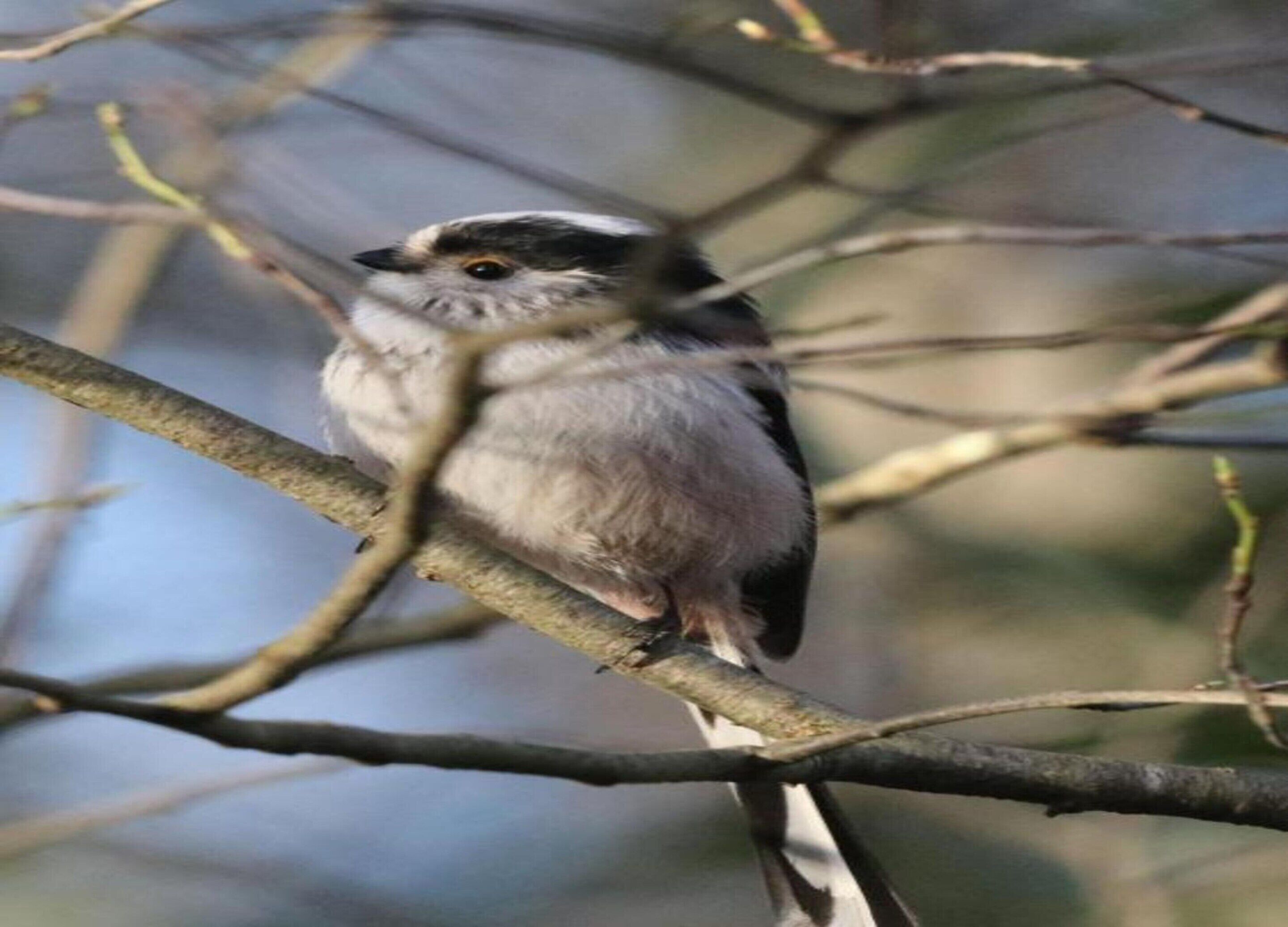 A bird perched on a branch.