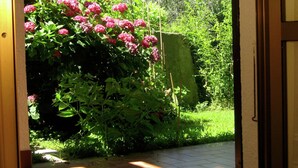 Un jardin avec des fleurs roses et un chemin bordé de briques.