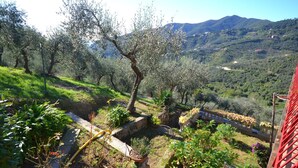 Un jardin avec des oliviers, un mur de pierre et une vue sur un paysage vallonné.
