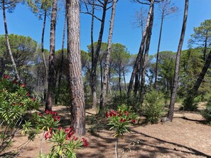 Nhà | Ngoại thất