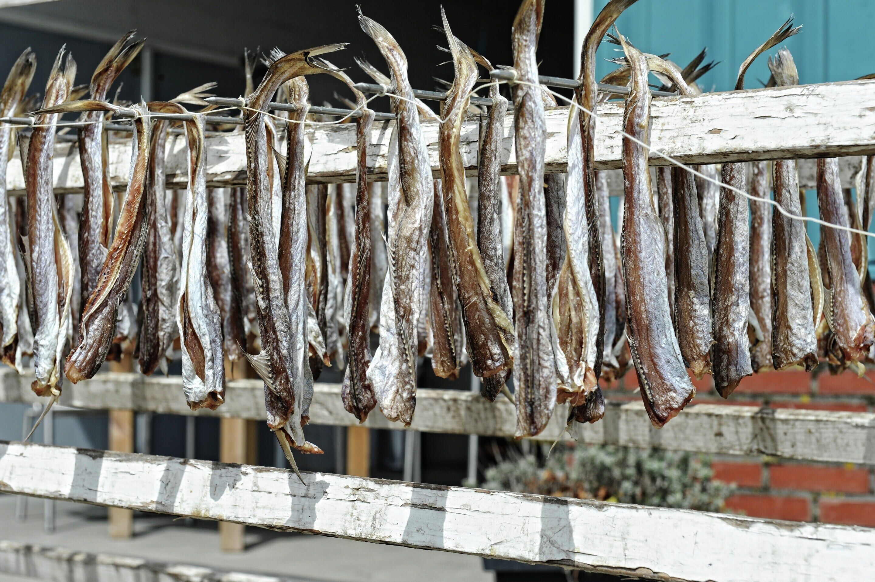 Dried fish hanging on a wooden rack outdoors.
