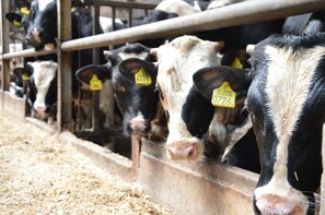 View from property - Farmhouse in Geesteren Near Forests (Geesteren)