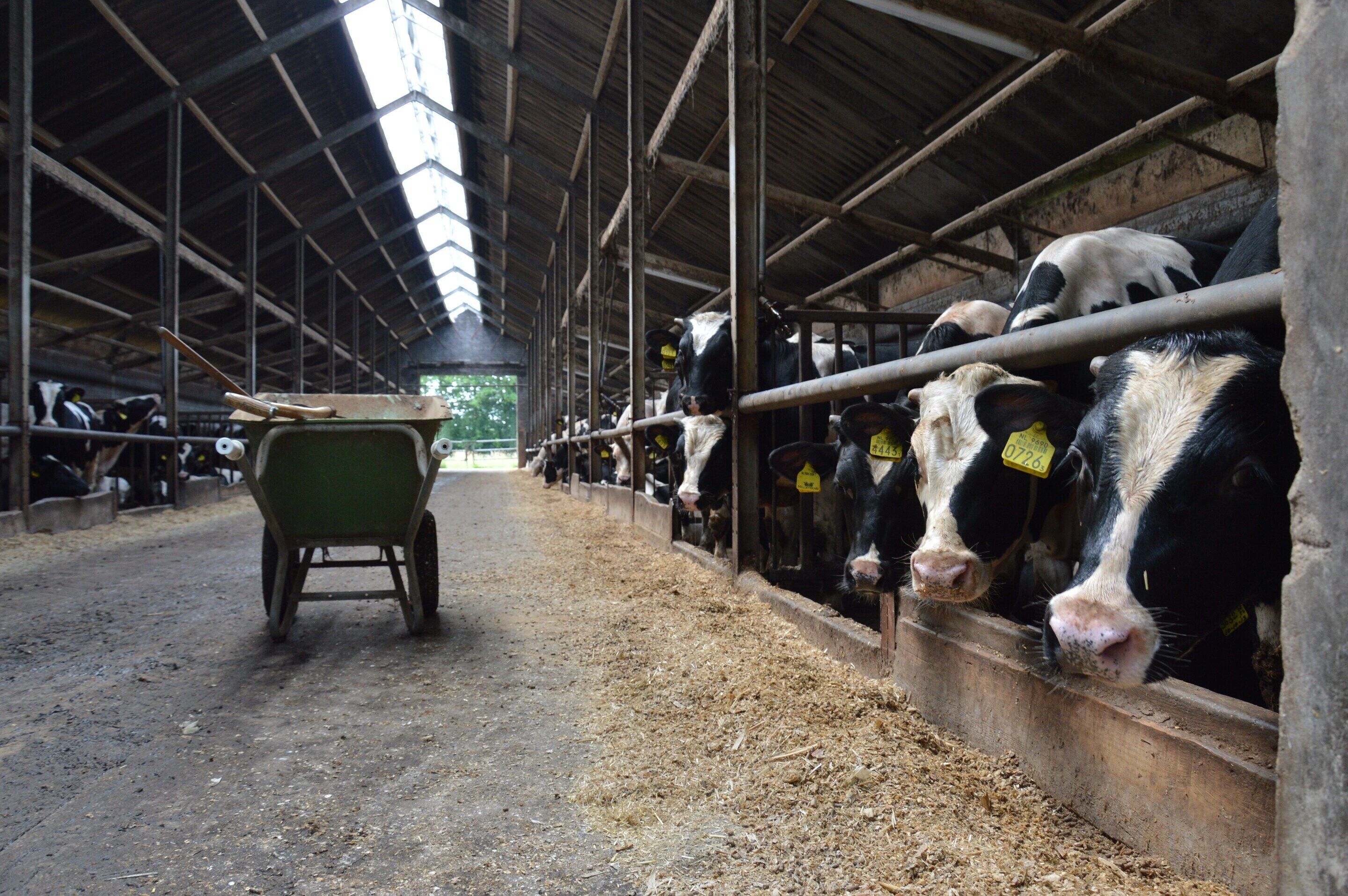 A barn with cows feeding from troughs, a wheelbarrow, and metal bars for safety.