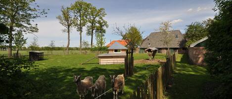 獨棟房屋 | 花園