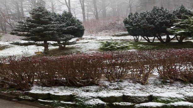 Un paysage enneigé, avec des arbres à feuilles persistantes et un sol recouvert de neige.