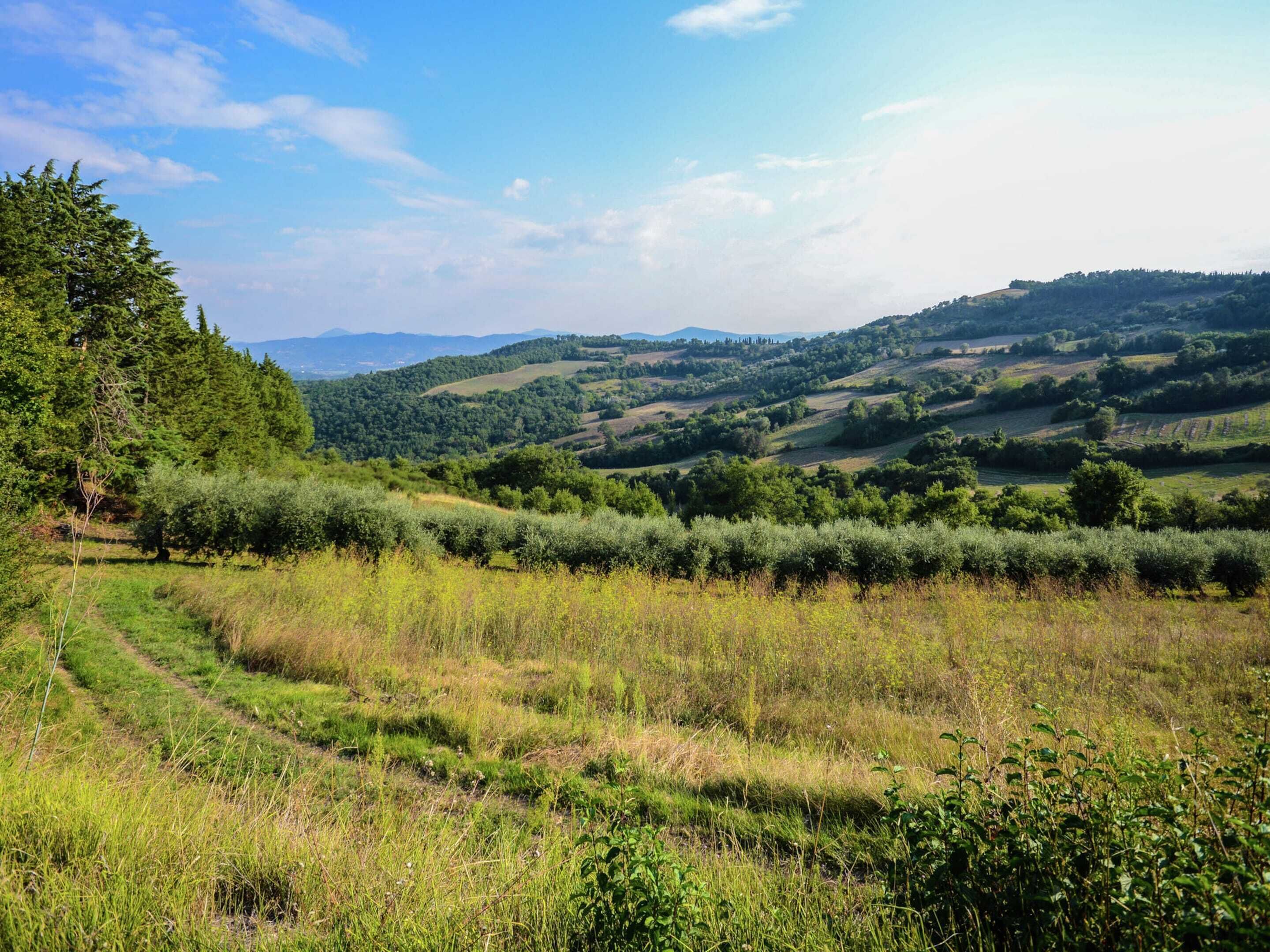 A rural landscape with rolling hills, a clear sky, and a path leading through the greenery.