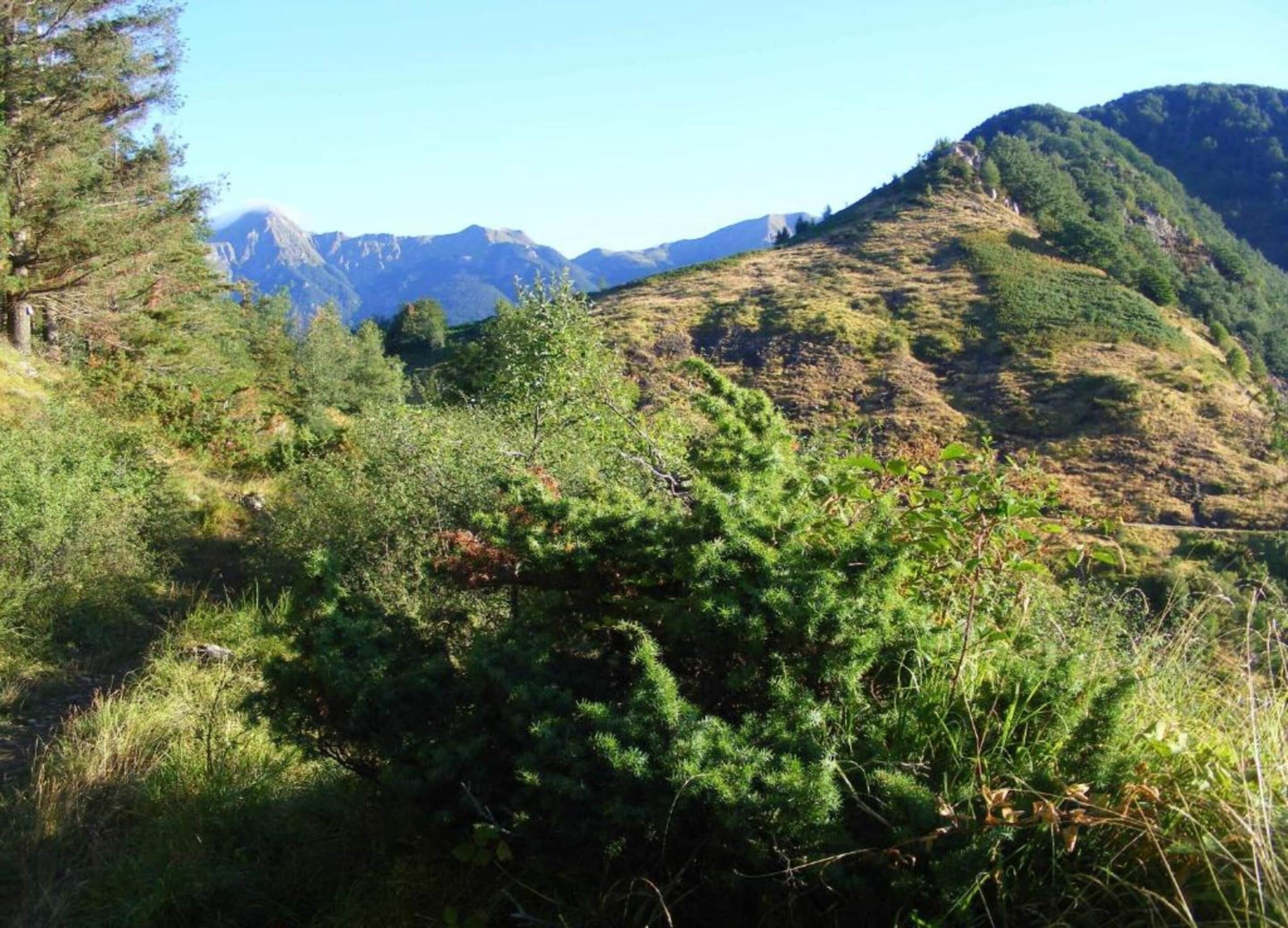 Un paysage montagneux, caractérisé par une végétation luxuriante et un ciel dégagé.