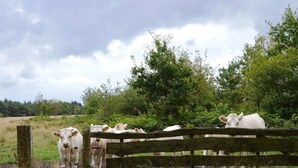 A rural landscape with a wooden fence and a group of white cows. - Beautiful Farmhouse in Wapse With Fenced Garden (Wapse)