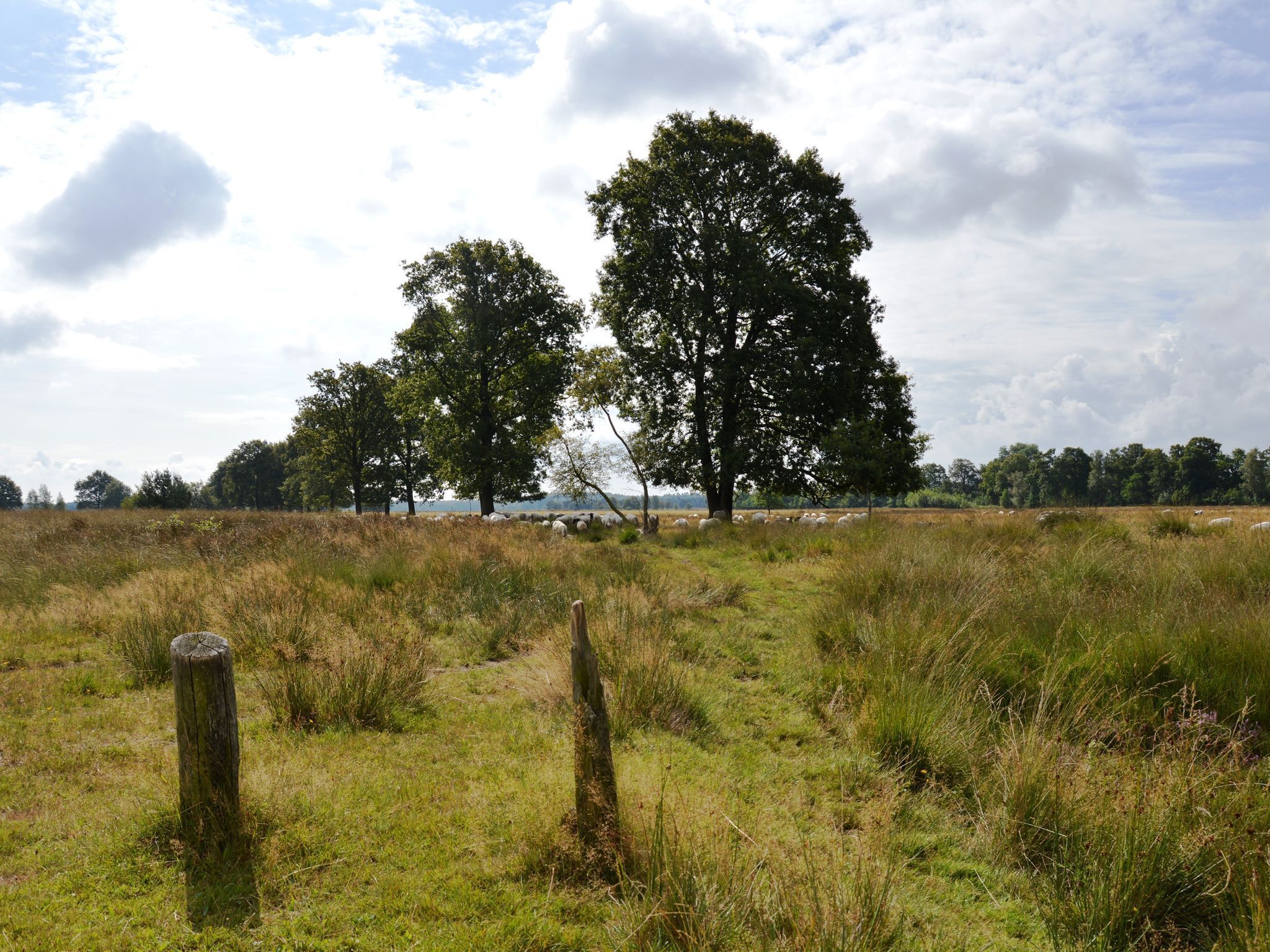 A grassy field with two large trees and a fence post.