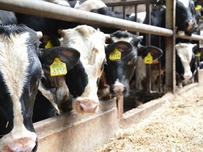 單棟房屋 | 住宿景觀