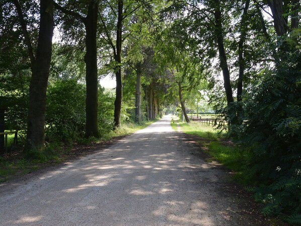 A paved pathway flanked by tall trees and lush greenery, leading into a park area. - Cozy Holiday Home in Zelhem near Forest (Zelhem)