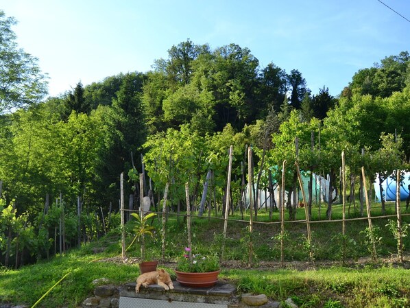 Ferienhaus | Außenbereich