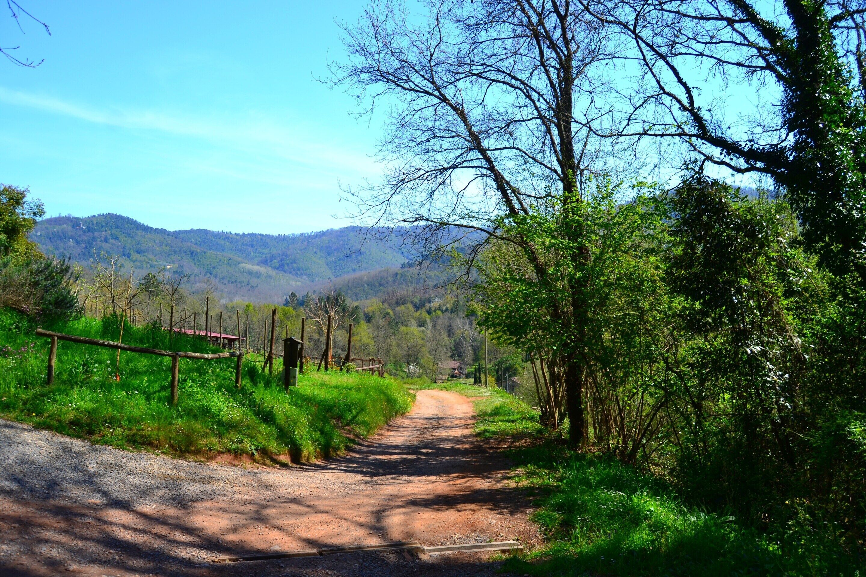 A rural dirt road flanked by lush greenery and trees, leading towards a hilly landscape.