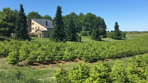 A vineyard with rows of grapevines, a house with a sloped roof, and tall evergreen trees in the background. - Family Apartment; Bouillon and Semois River (Bievre)
