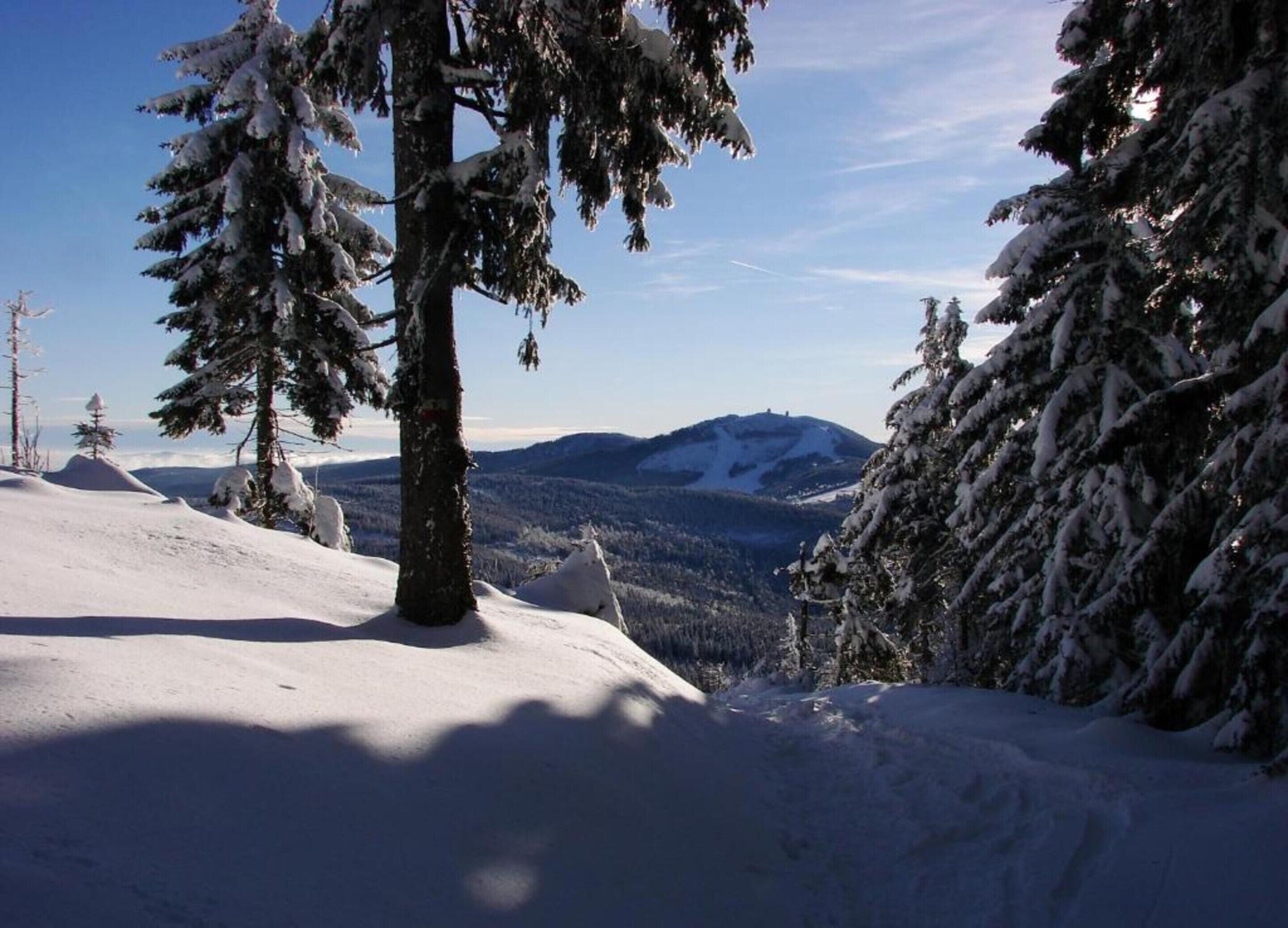 A snowy mountain landscape with evergreen trees and a clear sky.