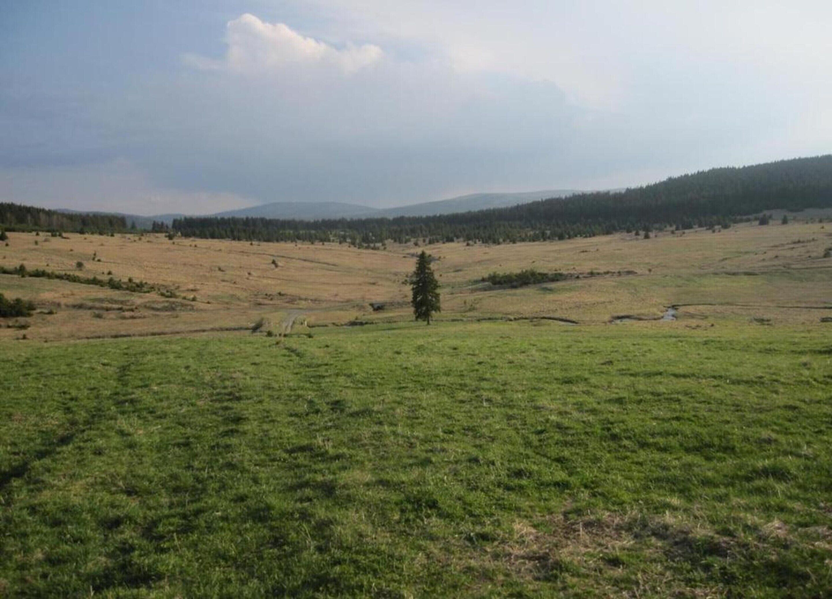 A wide-open field with a single tree in the distance, surrounded by rolling hills and a cloudy sky.