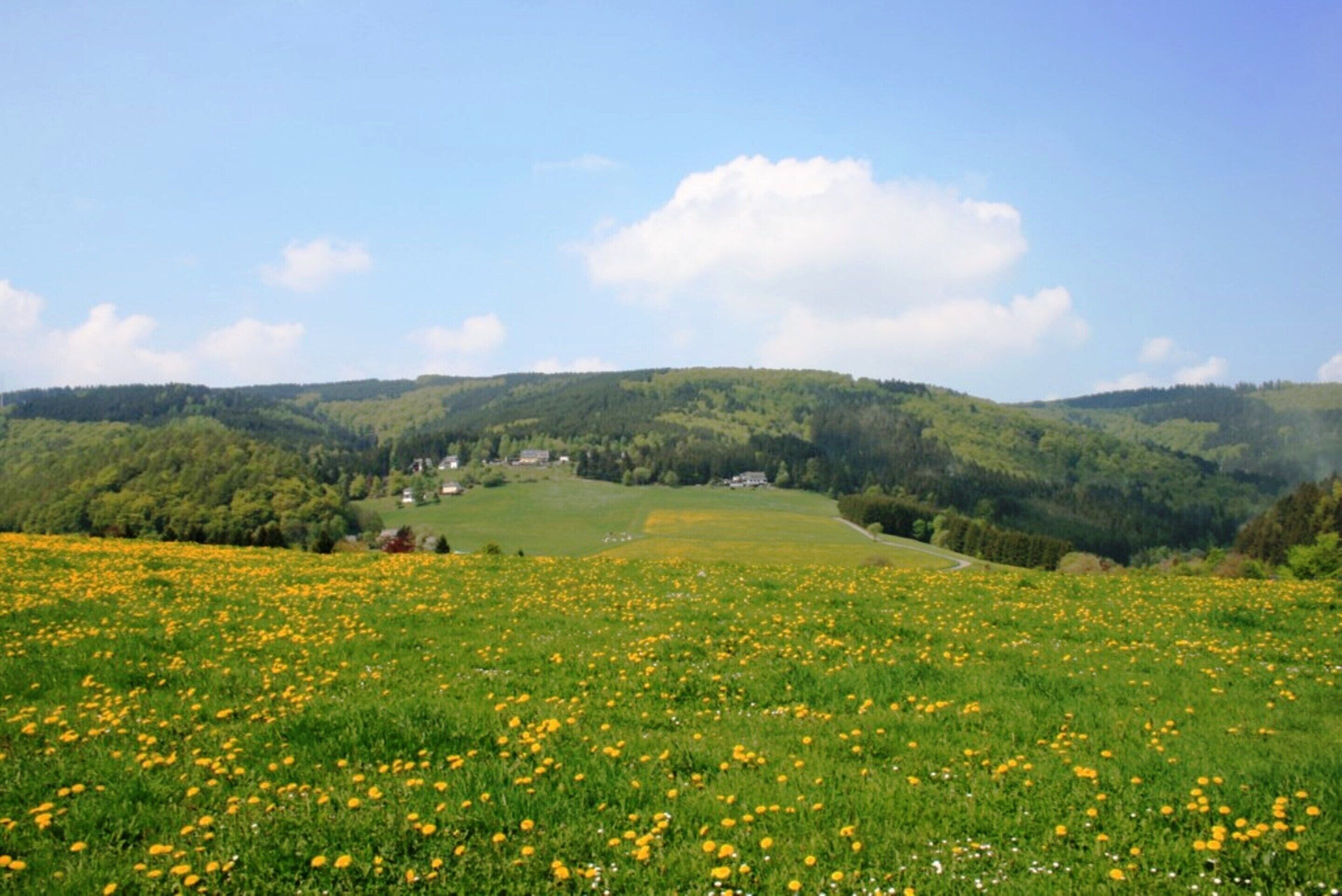 A field of yellow flowers with a view of green hills and a few houses in the distance.