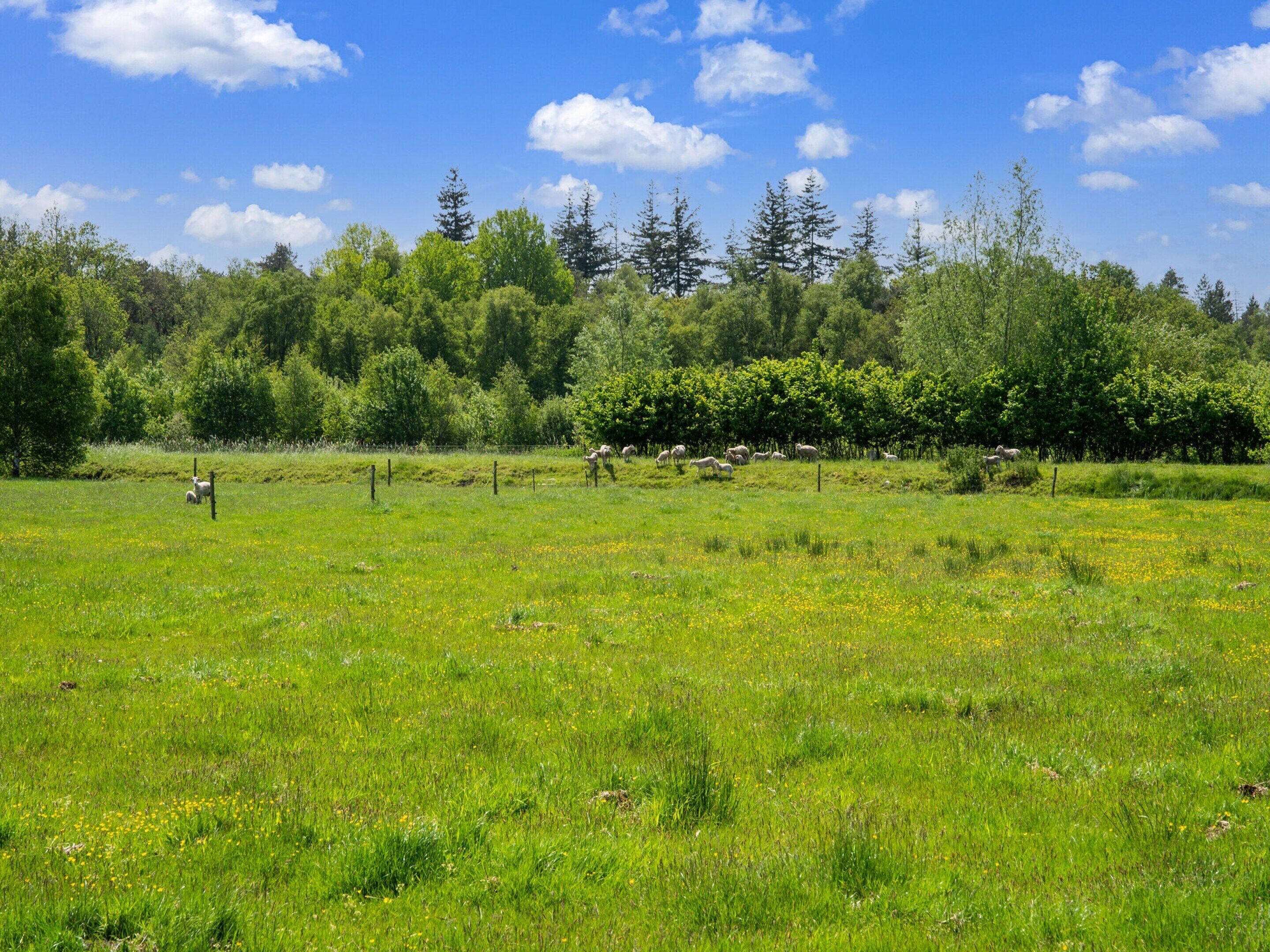 Un champ herbeux avec une clôture et des arbres en arrière-plan.
