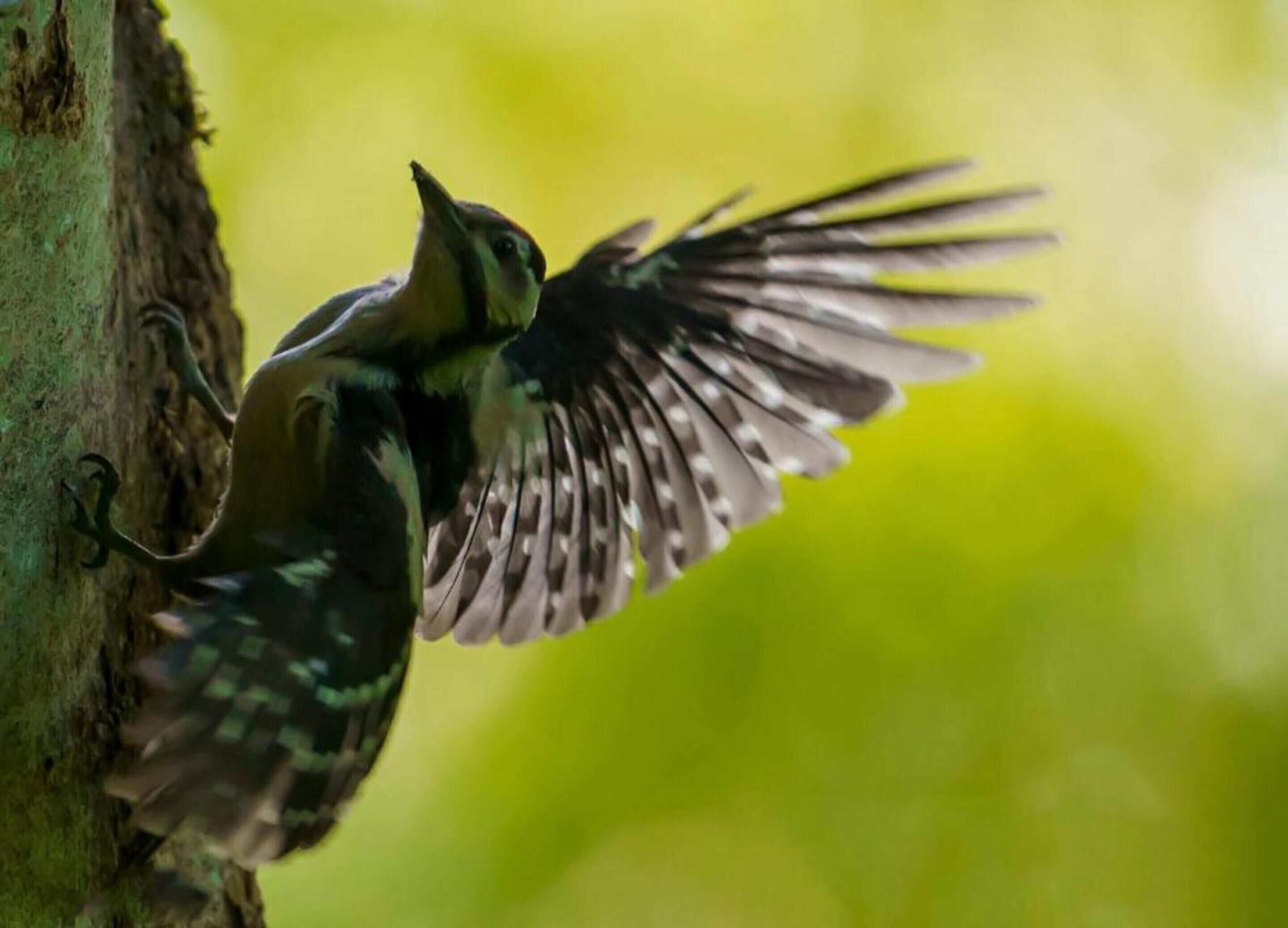 Un oiseau en plein vol, les ailes déployées, sur un fond verdâtre flou.
