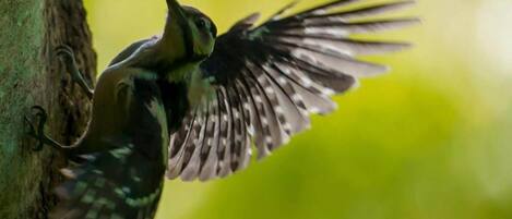Un oiseau en plein vol, les ailes déployées, sur un fond verdâtre flou.