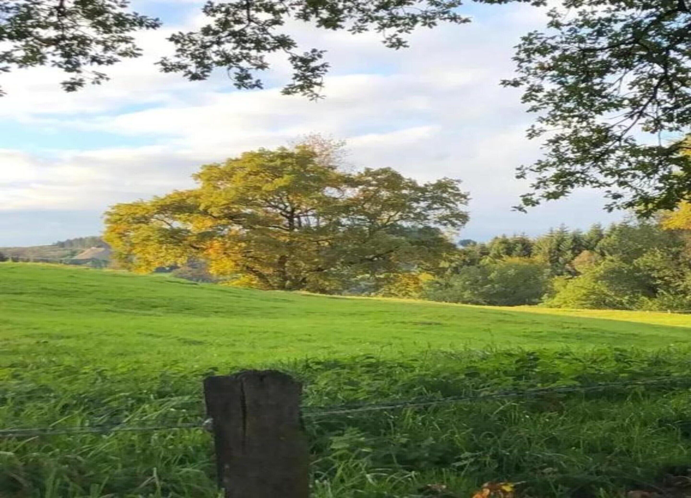 En græsplæne med en træpæl og træer i baggrunden.