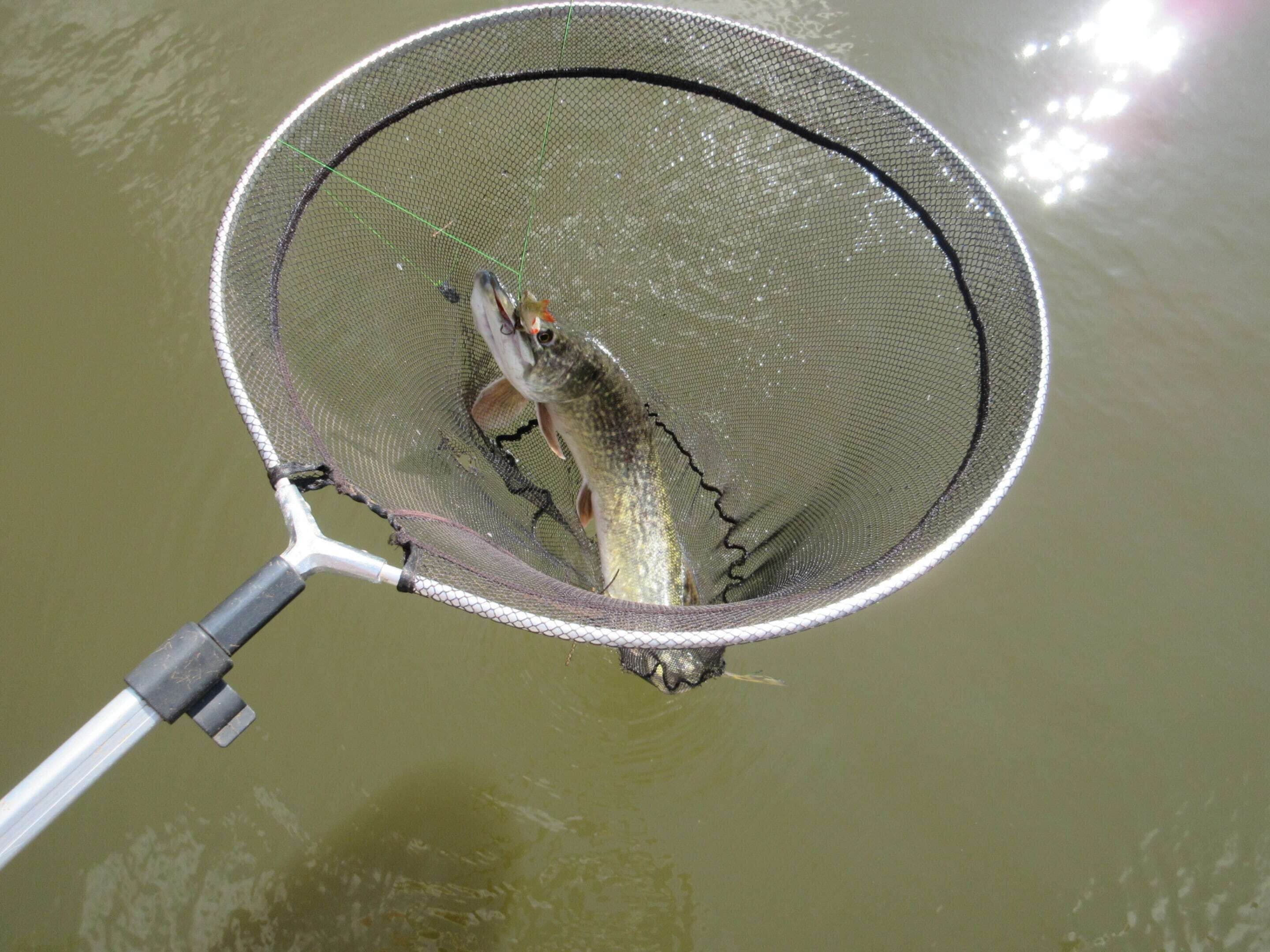 A fishing net with a fish inside, held over water.