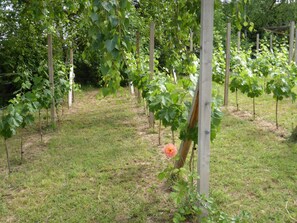 Property grounds - Gästehaus Eschment (Bissersheim)