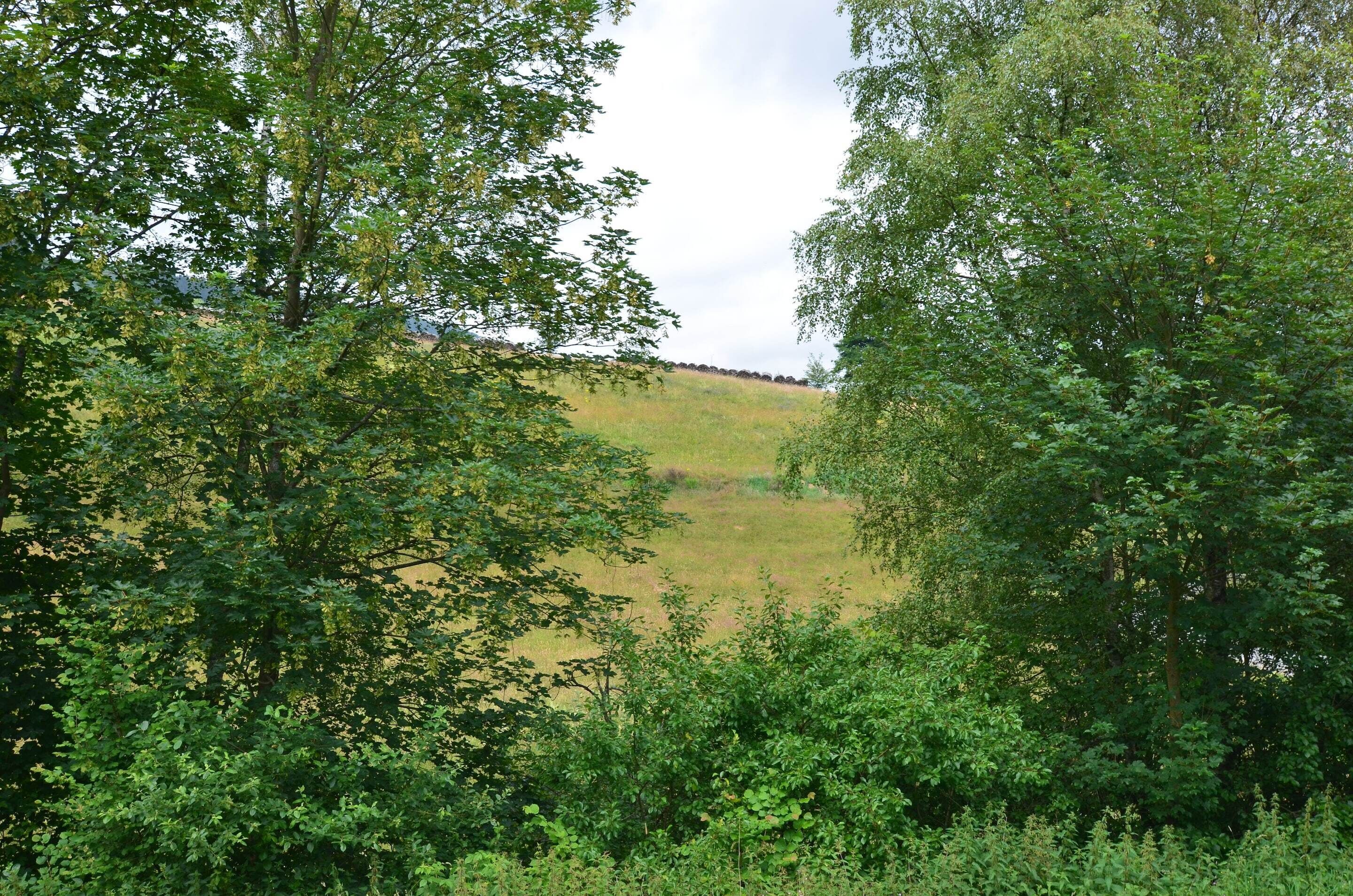 A natural landscape with dense foliage and a grassy hill in the background.