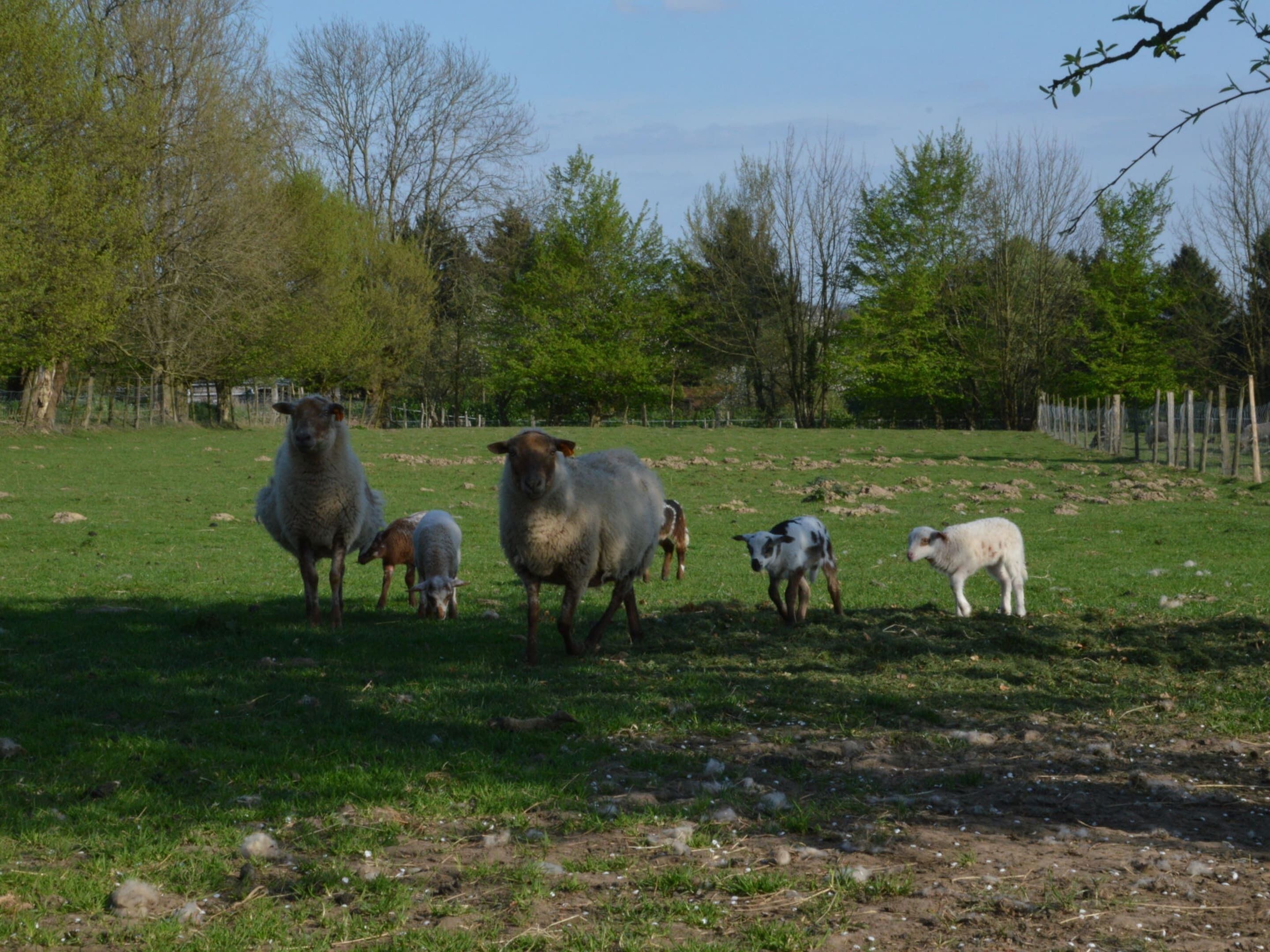 A grassy field with several sheep and trees in the background.