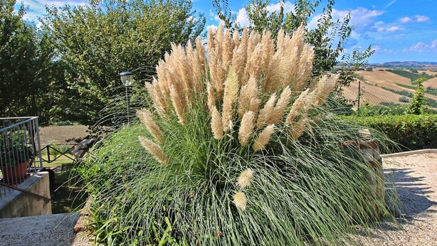 A garden with tall grasses and a metal railing. - Apartment in Piticchio With Pool and BBQ (Arcevia)