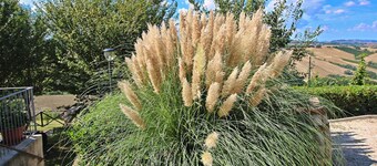 피티키오의 아파트먼트, 수영장 및 바비큐 있음