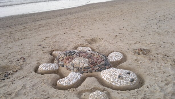 Eine Schildkröte am sandigen Strand, im Hintergrund das Meer.