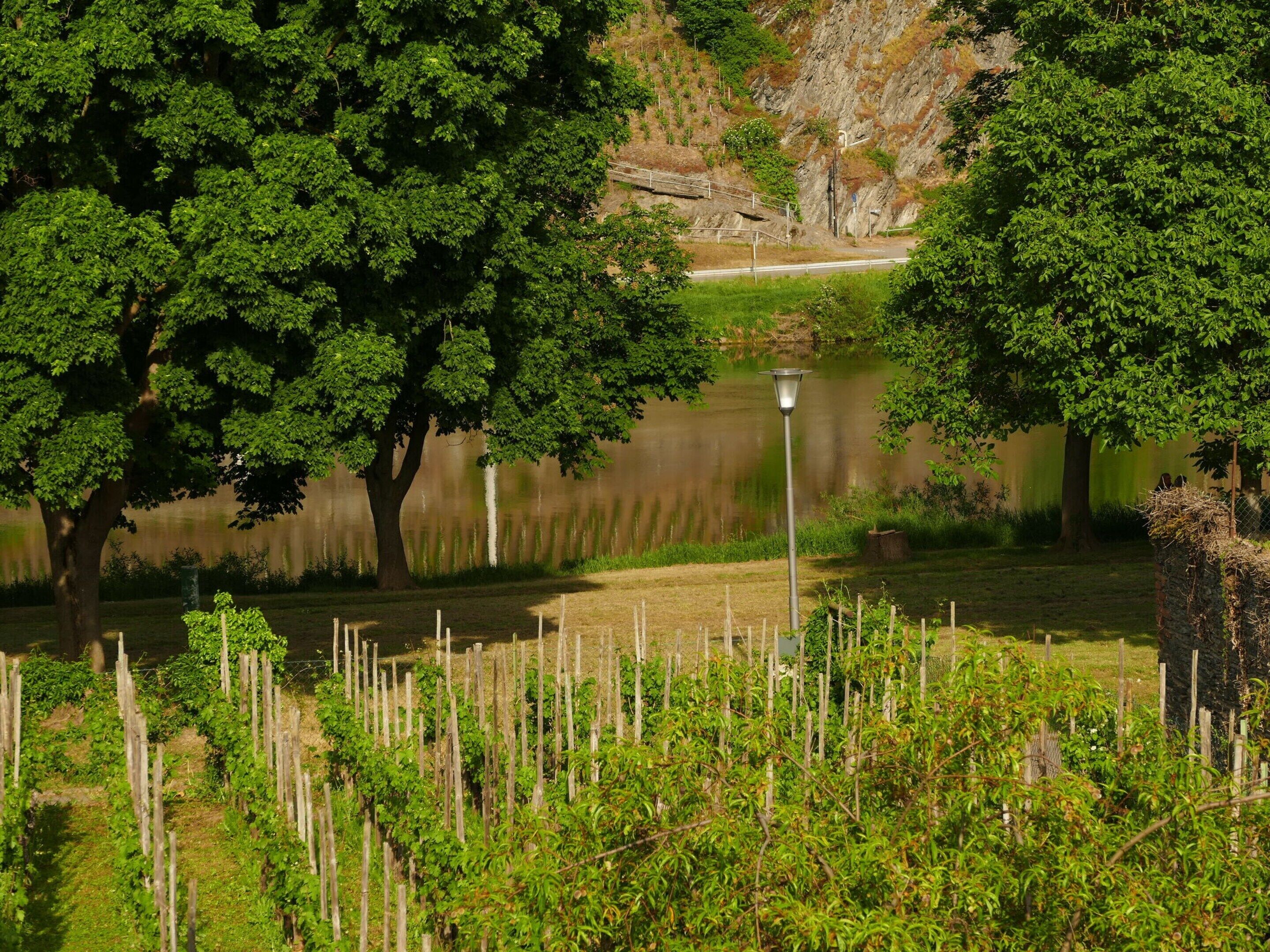 A serene outdoor setting with a pond, trees, and a wooden fence.