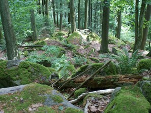 A dense forest with moss-covered rocks and ferns. - Holiday Home With hot tub (Teunz)