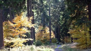 A forest path with tall trees and a gravel road. - Quaint Holiday Home in Güntersberge near Lake (Harzgerode)